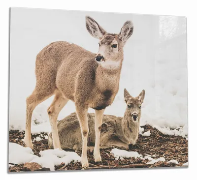 Produktbild von Wallario Herdabdeckplatte aus Glas, Größe 60 x 52 cm 1-teilig, Motiv Junge Elche im Schnee in Arizona - Amerika