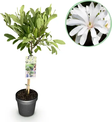 Image de Magnolia stellata - Plante de terrasse - Décidue - Rustique - Fleur blanche - 80-90cm - Ø19cm - Plante de jardin