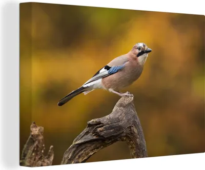 Obrázek produktu pro OneMillionCanvasses® - Plátno nástěnné umění - Pták - Větev - Sojka, nástěnná malba, nástěnné dekorace obrazy obývací pokoj, 30x20cm