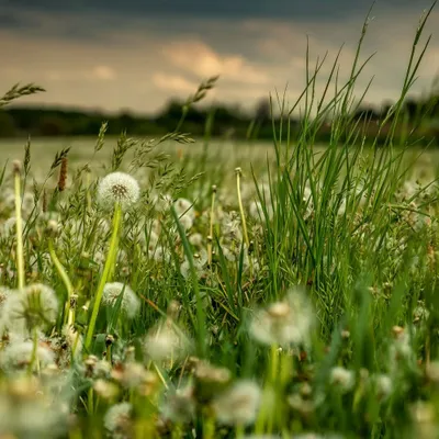 Produktbild von Rasch Tapete 363357 - Fototapete auf Vlies mit einer Wiese mit Pusteblumen in We