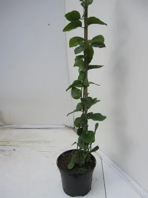 Produktbild von Jasminum Sambac - Arabischer Jasmin Sambac - 60-100cm