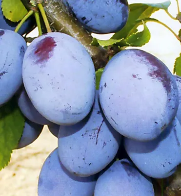 Produktbild von Pflaumenbaum ´ČAČANSKÁ LEPOTICA´ Unterlage Myrobalán, wurzelnackt
