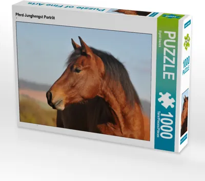Produktbild von CALVENDO Puzzle Pferd Junghengst Porträt | 1000 Teile Lege-Größe 64x48cm Foto-Puzzle für glückliche Stunden