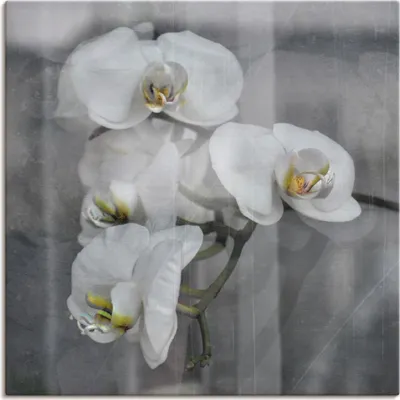 Produktbild von ARTland Leinwandbild Weisse Orchideen - white Orchid Größe: 40x40 cm