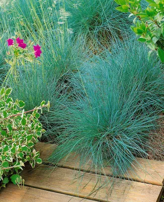 Produktbild von Festuca amethystina, Blauschwingel, ca. 9x9 cm Topf