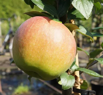 Produktbild von Goldparmäne - Alte Apfelsorte - Apfelbaum im Topf