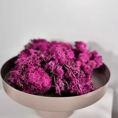 Produktbild von Reindeer Moss – Island Moos – Deko Moos in Natur, Pink, Lila, Orange, Rosa & Grün – 250g oder 500g – Natürliches, pflegeleichtes & luftreinigendes Dekomaterial – Für Wandbilder, Tischdeko & Pflanzenarrangements