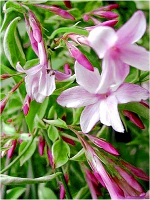 Produktbild von Jasminum 4er Duft-Jasmin-Kombination officinale-beesianum-Stephanense-arabischer Sambac