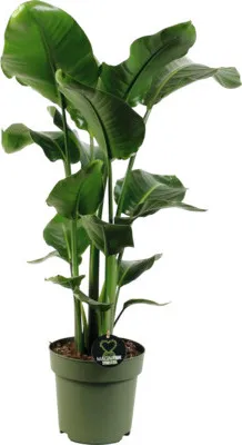 Obrázek produktu pro Strelície natalská FloraSelf Strelitzia Nicolai výška 100-110 cm květináč Ø 24 cm