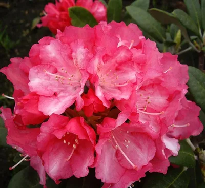 Produktbild von Rhododendron yakushimanum 'Marlis' Japanische Azalee 40 - 50 cm