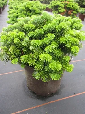 Produktbild von Abies koreana Brillant - Zwerg-Koreatanne Brillant