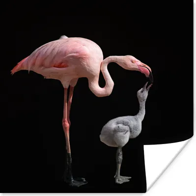Produktbild von MuchoWow® Poster Flamingo Mutter mit Kind 100x100 cm - Babyzimmer
