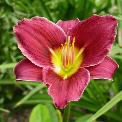 Produktbild von Taglilie Hemerocallis Staude Rhizom winterhart Taglilie 1 St.
