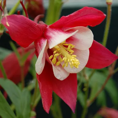 Produktbild von 6 x Langspornige Akelei  - Aquilegia 'Crimson Star'  | Topf 9cm x 9cm