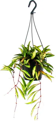 Obrázok produktu pre Izbová rastlina na zavesenie - Hoya wayetii tricolor - voskový kvietok 14cm semafor