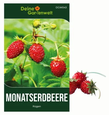 Produktbild von Monatserdbeeren Rügen Samen - Fragaria vesca - Erdbeersamen - Obstsamen - Saatgut für 100 Pflanzen