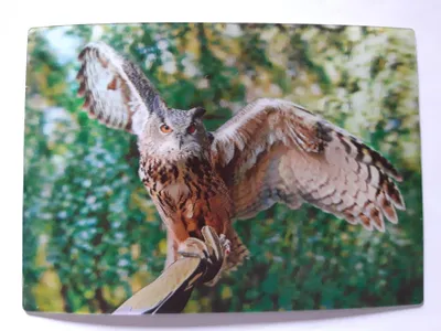 Produktbild von 3 D Ansichtskarte Uhu, Eule, Postkarte Wackelkarte Hologrammkarte, Vogel Tier