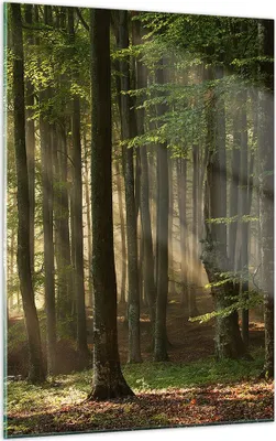 Produktbild von Bilder auf glas - Einteilig - Wald Baum Natur - 50x70cm - Glasbilder - Wandbilder - Bilder - zum Aufhängen bereit - Wanddekoration aus Glas - Glas Bilder - Wandbild auf Glas - GPA50x70-3628