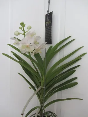 Immagine prodotto di Orchidea Vanda, fioreggente, di dimensioni XXL (55 cm), rarità, colore bianco