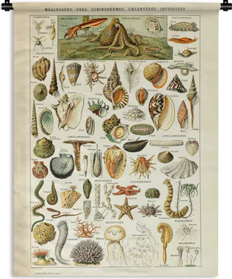 Produktbild von MuchoWow® Wandteppich Wandbehang Muscheln - Tiere - Meer 90x120 cm Tapisserie Dekoration Wandtuch - Wanddeko