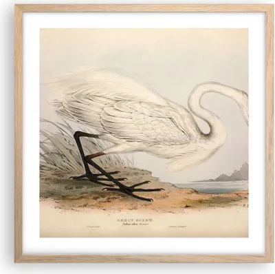 Produktbild von Gerahmtes Poster - Rahmen in heller Eiche - Vogel Weiß Reiher - 50x50 cm - Wand Bild - Wanddeko - Wandbilder - Kunstposter - Wandposter - Bilderrahmen - Bilder - Kunstdruck - P2NAC50x50-4979