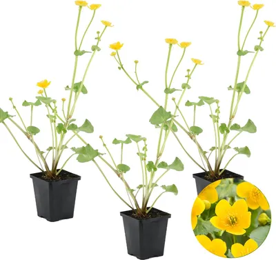 Produktbild von Bloomique - 3er Set - Caltha Palustris - Sumpfdotterblume - Teichpflanzen Winterhart - Wasserpflanzen - Zone 1-2 - Höhe 10-20 cm - Topf 9 cm
