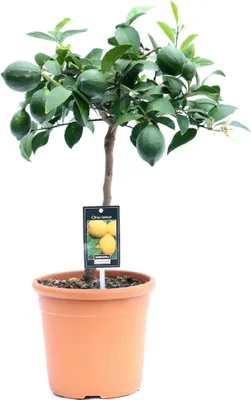 Produktbild von Zitronenbaum Meyer „Lisa“ 70-100 cm – Citrus Meyer Lemon mit Blüten & kleinen Früchten – Robuste, pflegeleichte Pflanze für Garten, Balkon & Zimmer