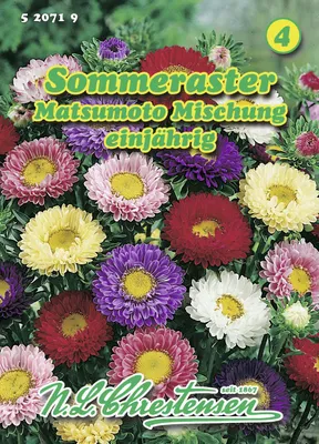 Artikelbild 1 von 'Sommeraster Matsumoto Mischung' aus der Kategorie Asternsamen