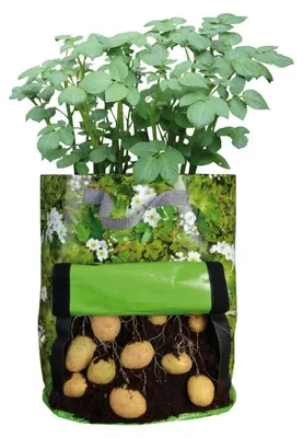 Zdjęcie produktu dla ESSCHERT DESIGN Hodowla ziemniaków
