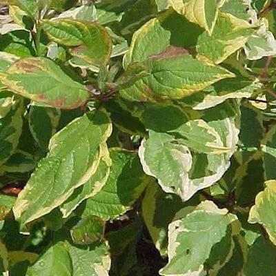 Image de 2 x  Cornouiller  - Cornus alba 'Gouchaultii'  | 60-80 cm en conteneur