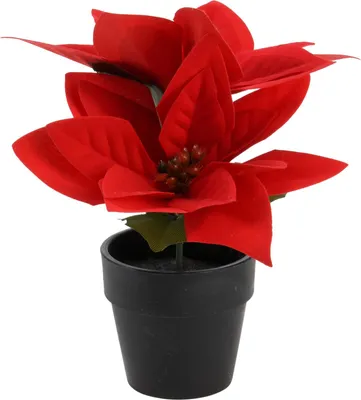 Image de Étoile de Bethléem artificielle dans un pot, hauteur 18 cm