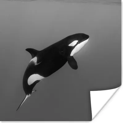Produktbild von MuchoWow® Poster Orca - Wasser - Tiere 100x100 cm - Babyzimmer