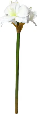 Produktbild von Amaryllis L68cm weiß Seidenblume Kunstblume künstlich Blume Pflanze