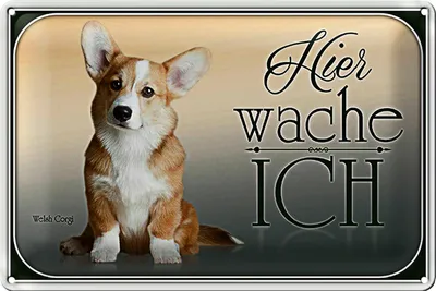 Produktbild von Blechschild Hund 30x20cm Chihuahua hier wache ich