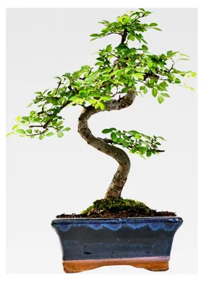Produktbild von Bonsai Chinesische Ulme – Alter 7-8 Jahre – Höhe 25-35 cm – Topfgröße Ø 15 cm