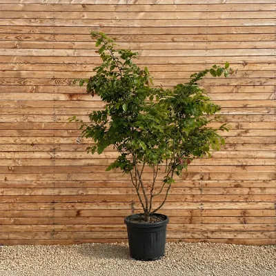 Produktbild von Eisenholzbaum 250-300 cm - Parrotia persica mehrstämmig