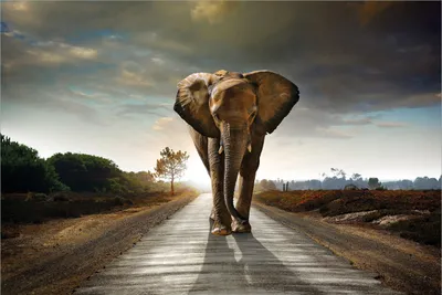 Produktbild von Wallario Premium Vliestapete Fototapete Elefant bei Sonnenaufgang in Afrika in der Größe 400 x 267 cm, extra dick, wird in 5 Teilen geliefert