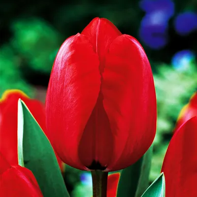 Zdjęcie produktu dla Tulipan Darwina Red Impression 5 szt Tulipany Cebulki Tulipanów Cebule