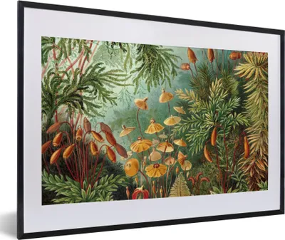 Produktbild von MuchoWow® Gerahmtes Poster Alte Meister - Kunst - Muscinae - Haeckel 60x40 cm - Poster mit Schwarzem Bilderrahmen Wandposter Rahmen Foto Bilder - Schlafzimmer - Plakat in Rahmen - Drucken