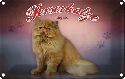 Produktbild von vianmo Blechschild 20x30 cm Katze Perserkatze England Tier Haustier