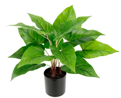 Productafbeelding van Kunstplant Pothos in pot, Anthuriumbladplant, Efeutute, fotoplant