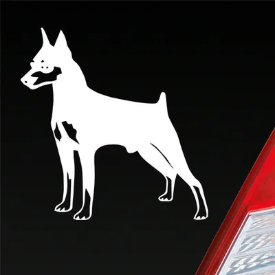 Produktbild von Auto Aufkleber Zwergpinscher Hund Dog Animal 10x10 cm Weiss Glanz Sticker Heckscheibenaufkleber