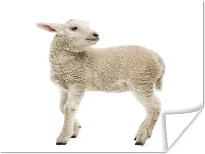 Produktbild von MuchoWow® Poster Schaf - Wolle - Lamm 40x30 cm - Plakate für die Wände - Poster Wohnzimmer