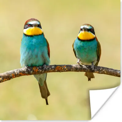 Produktbild von MuchoWow® Poster Vögel - Tiere - Bienenfresser 50x50 cm - Wohnzimmerdekoration