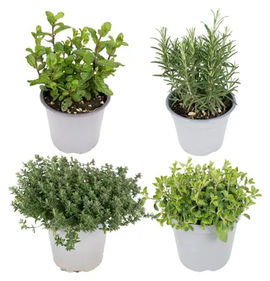 Immagine prodotto di Miscela di erbe da giardino | 4 pezzi - 18cm - Ø14cm - Pianta d'appartamento - Sempreverde - Multideal