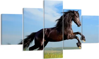 Produktbild von Bild auf Leinwand - Leinwandbild - Schwarzes Pferd Pferd Galopp - 125x70cm - Wand Bild - Wanddeko - Leinwanddruck - Bilder - Kunstdruck - Wanddekoration - Leinwand bilder - Wandkunst - EA125x70-0495