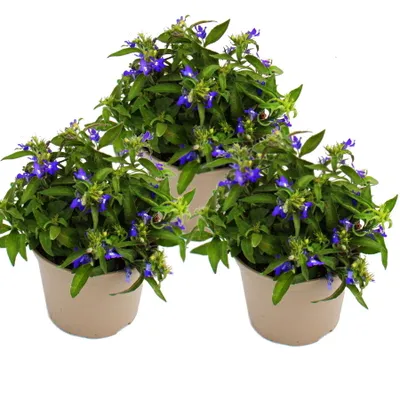 Produktbild von Männertreu hängend - blau - Lobelia richardii - 11cm - Set mit 3 Pflanzen