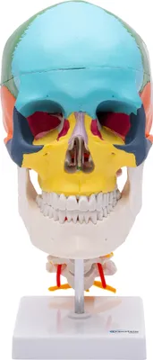 Produktbild von Schädel Anatomie Modell lebensgroß 4 teilig didaktisch gefärbt Halswirbelsäule
