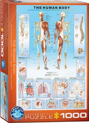 Produktbild von 1000 Teile Puzzle Der menschliche Körper