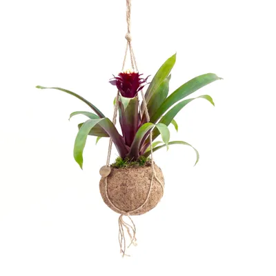 Obrázek produktu pro Kokodama Guzmania mix (S)
